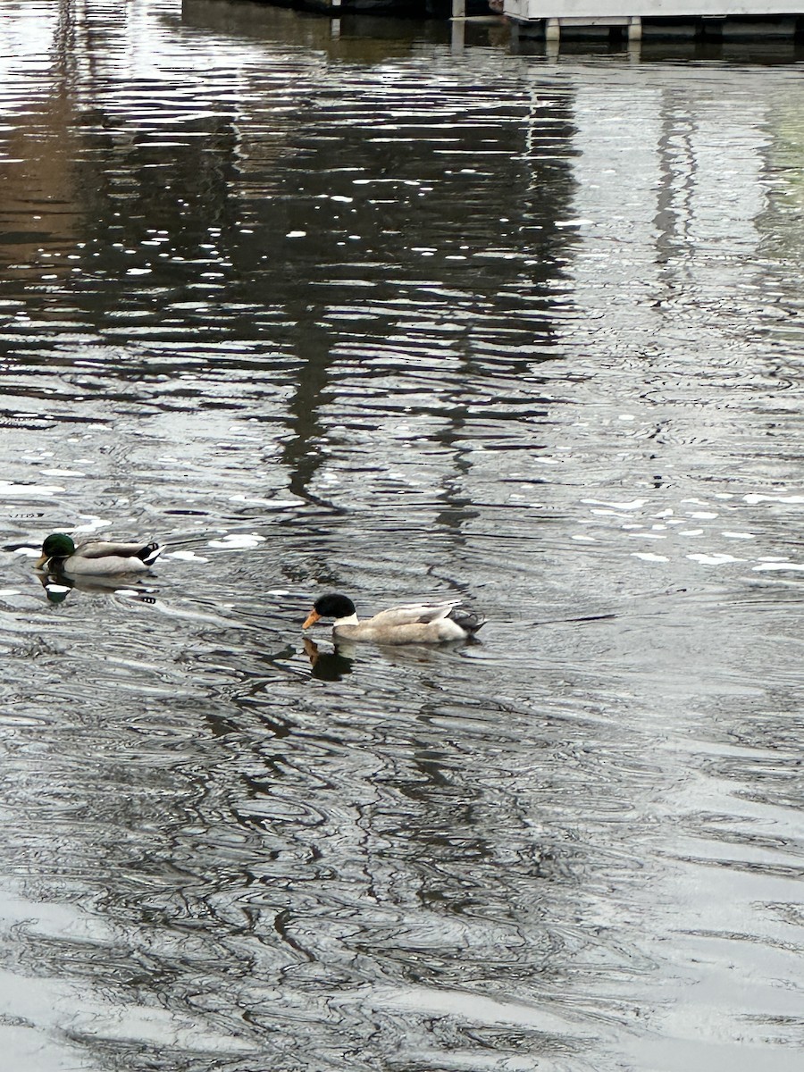 Basahatea (etxekoa) - ML646746881