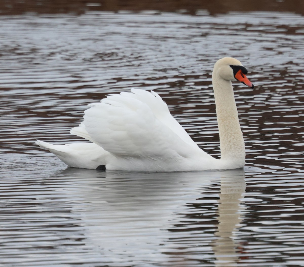 Beltxarga arrunta - ML646746882