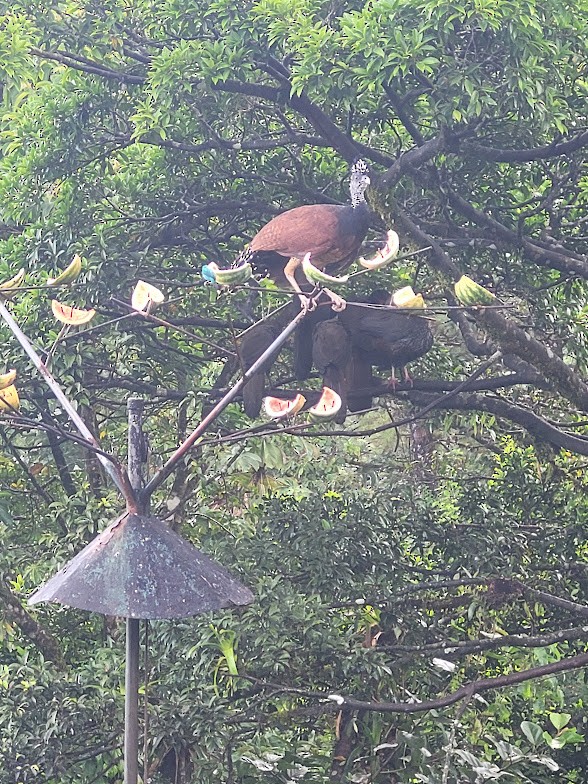 Crested Guan - ML646746884
