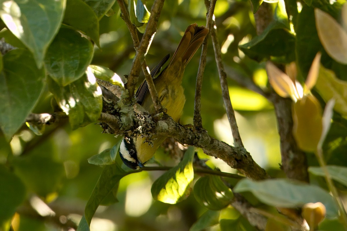 Red-tailed Minla - ML646746889