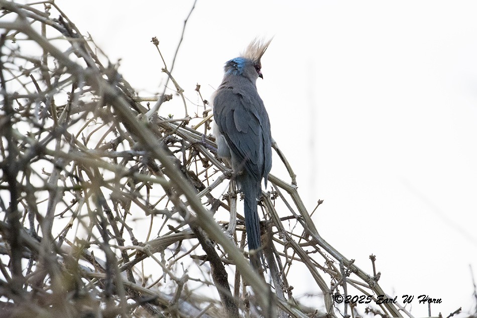 Паяро синьошиїй - ML646746899