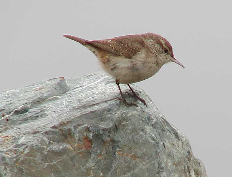Rock Wren - ML646746901