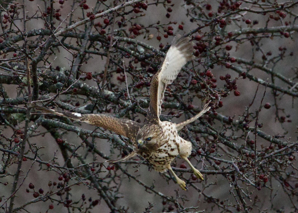 Red-shouldered Hawk - ML646746903