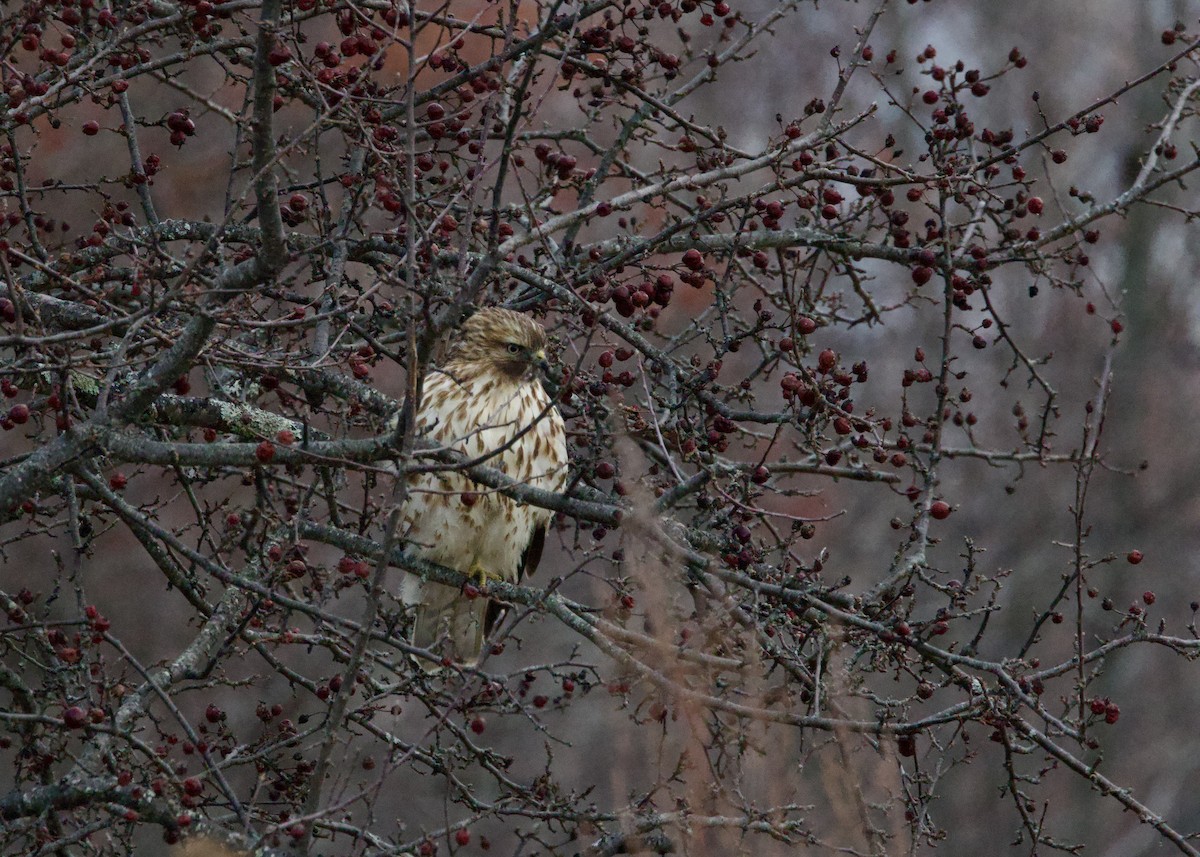 Red-shouldered Hawk - ML646746904