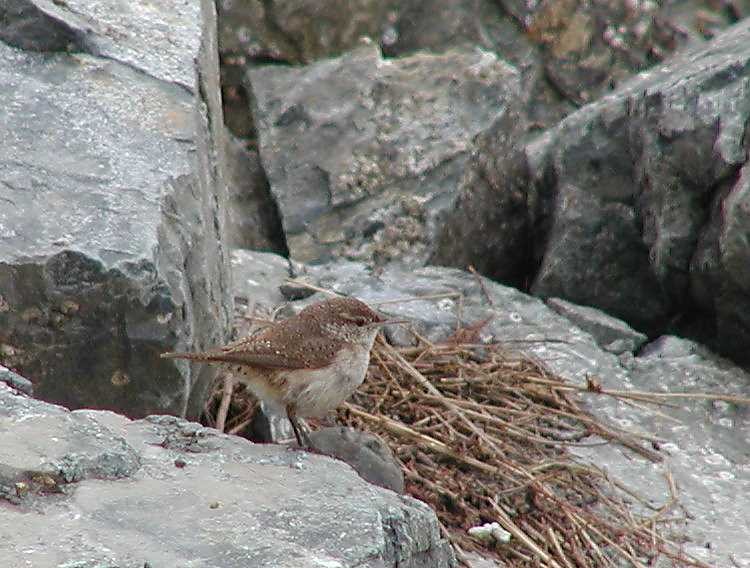 Rock Wren - ML646746909