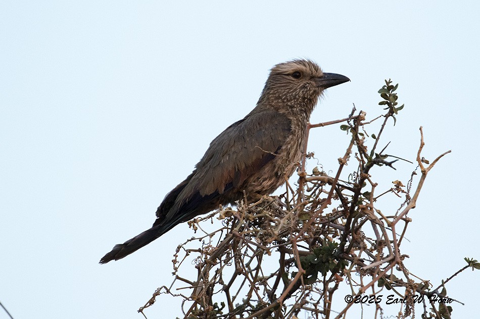 Сиворакша білоброва - ML646746910