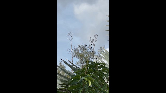 Purpurgrackel - ML646746913