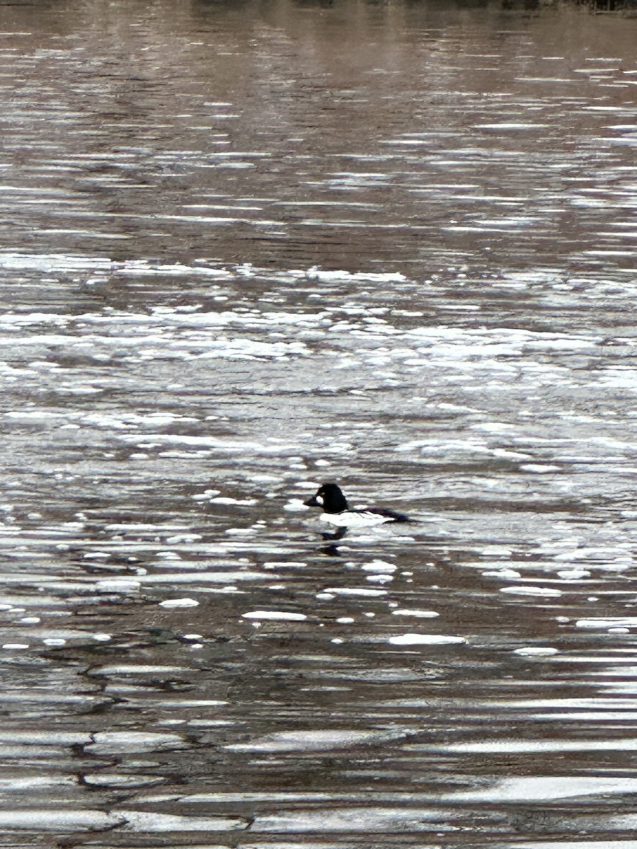 Гоголь - ML646746914