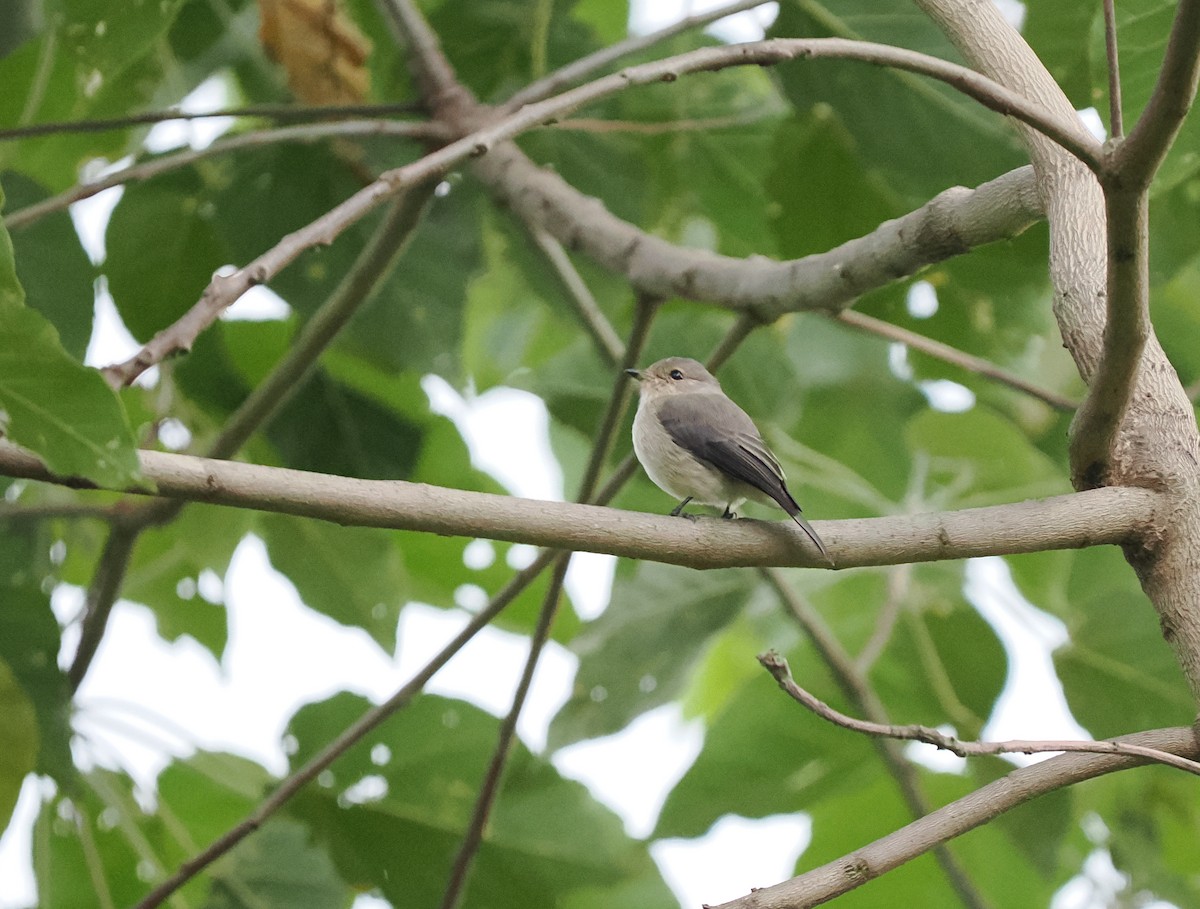 African Dusky Flycatcher - ML646746919