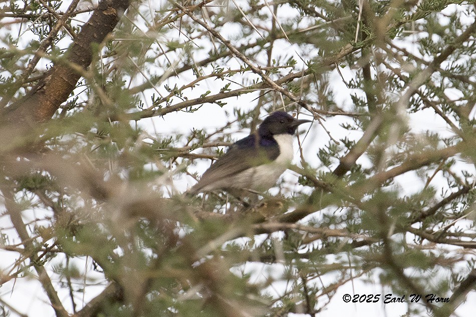 Саїманга пурпурова - ML646746920