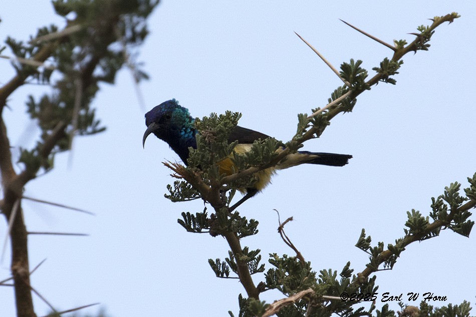 Маріка різнобарвна - ML646746928