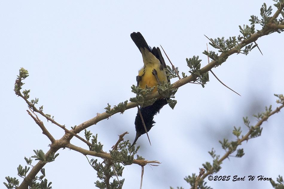 Маріка різнобарвна - ML646746929