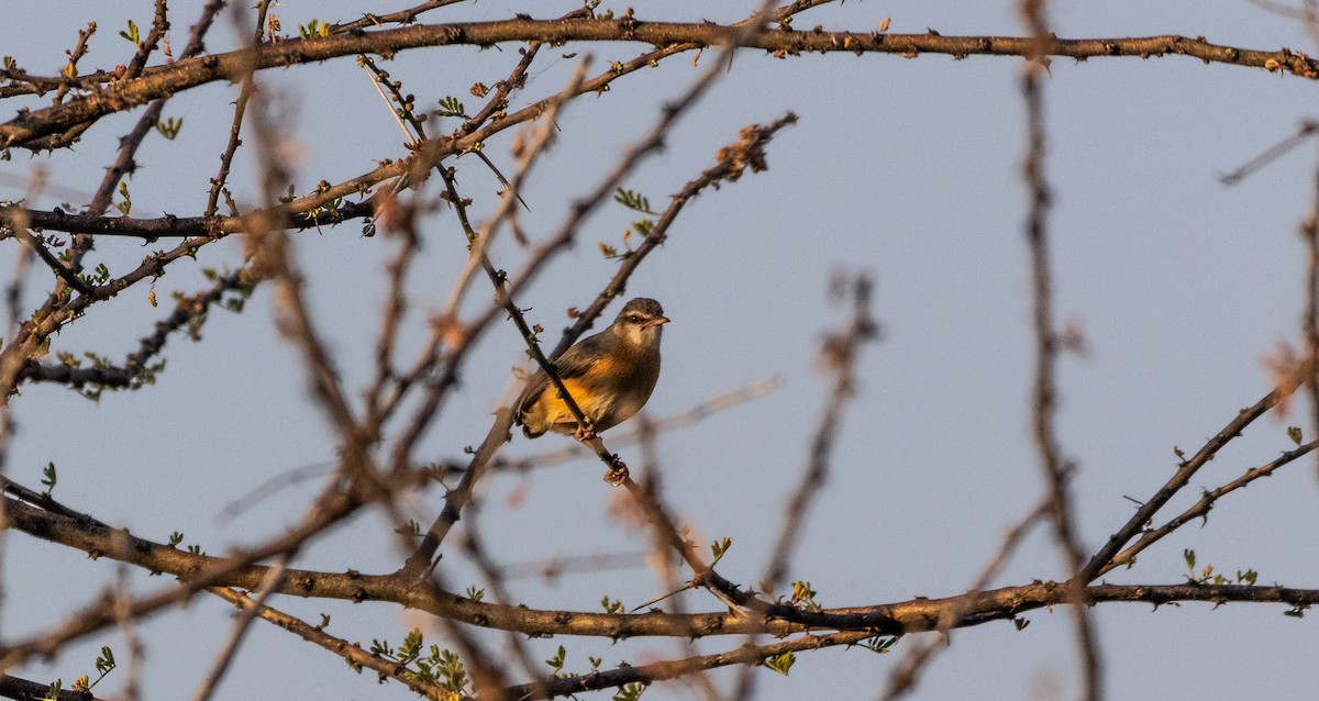 Northern Crombec - ML646746930