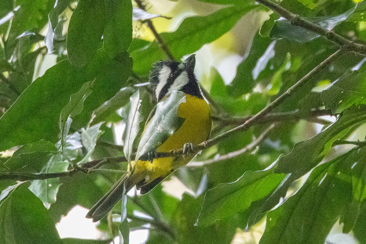 Eastern Shrike-tit - ML646746931