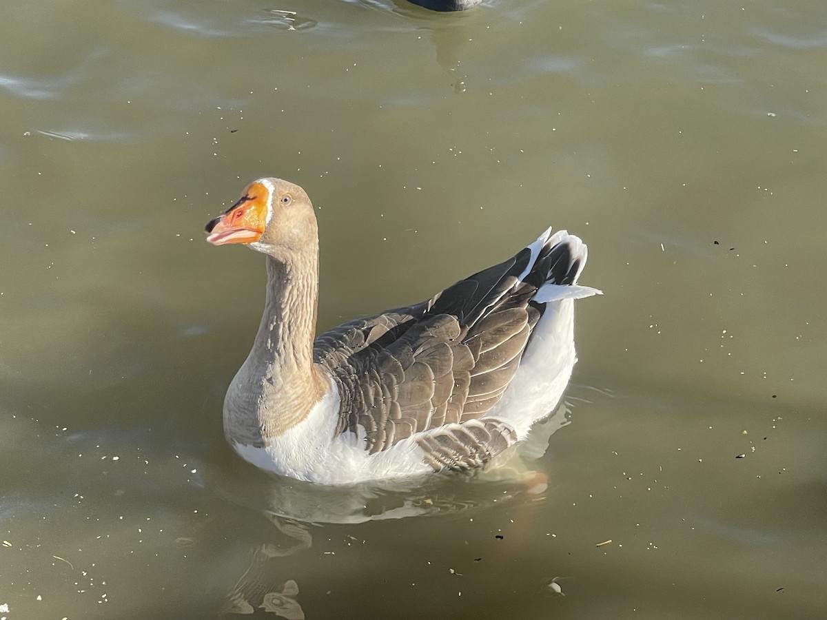 Бор галуу (гаршуулсан) - ML646746934