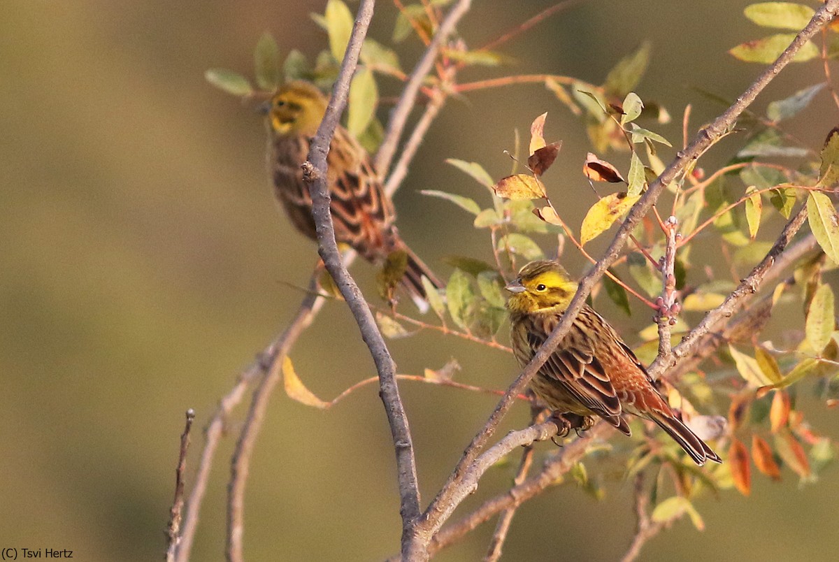 Escribano Cerillo - ML646746935