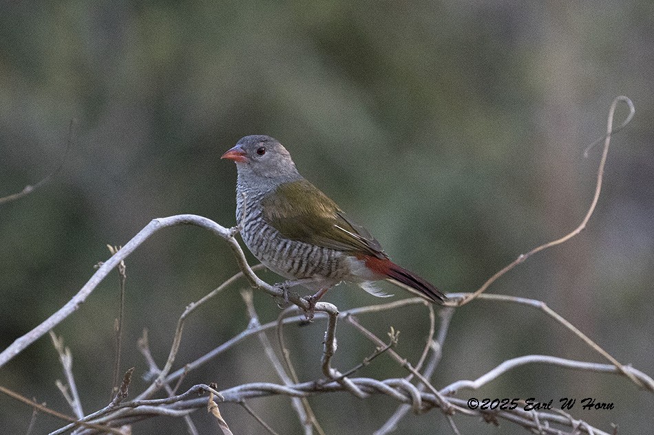 Мельба строката - ML646746937