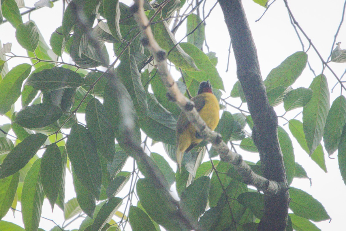 Flame-throated Bulbul - ML646746944