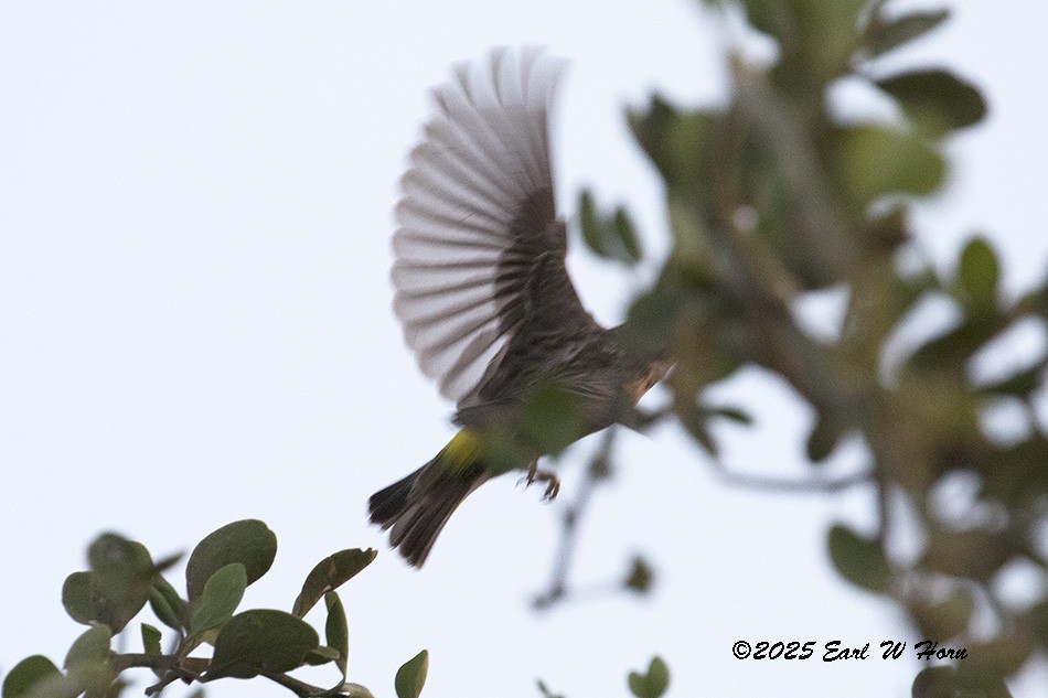 Щедрик буроволий - ML646746945