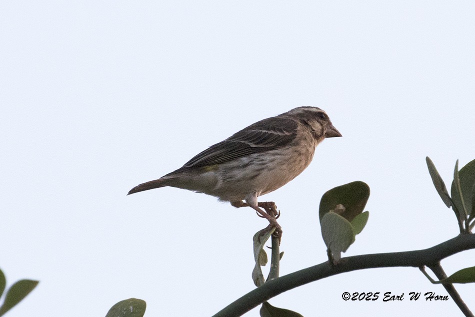 Щедрик буроволий - ML646746946