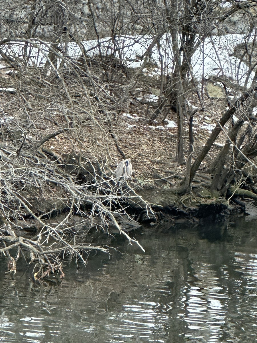 Большая голубая цапля - ML646746952