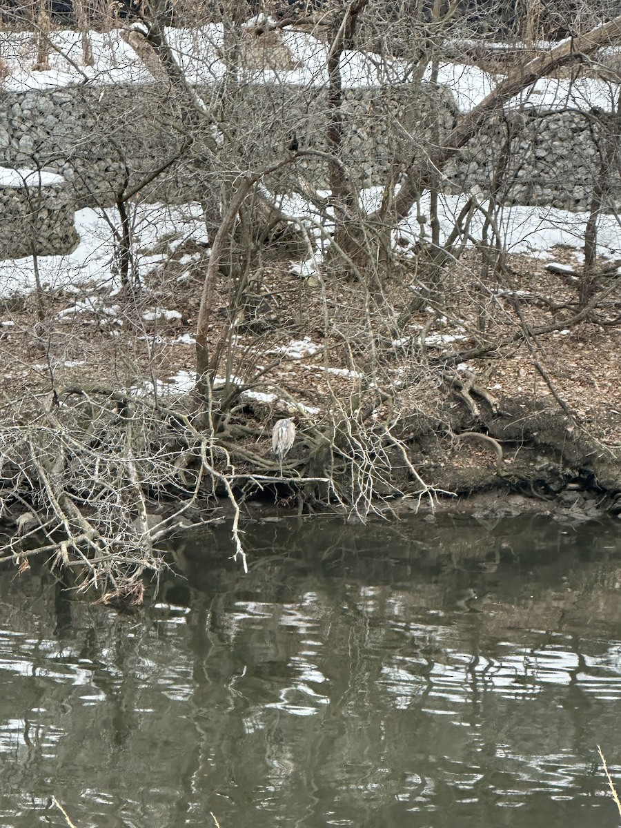 Большая голубая цапля - ML646746953