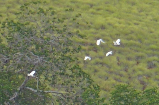 Grande Aigrette - ML646746955