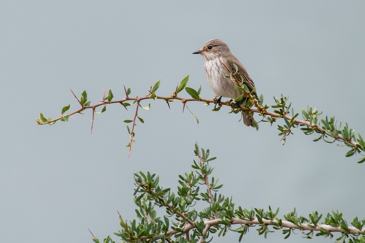 ムナフヒタキ - ML646746956