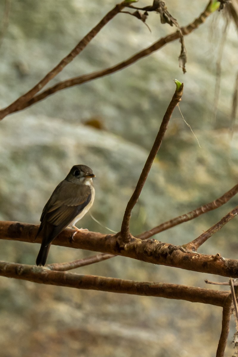 Brown-breasted Flycatcher - ML646746959