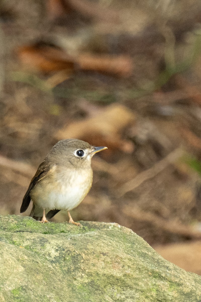 Brown-breasted Flycatcher - ML646746960