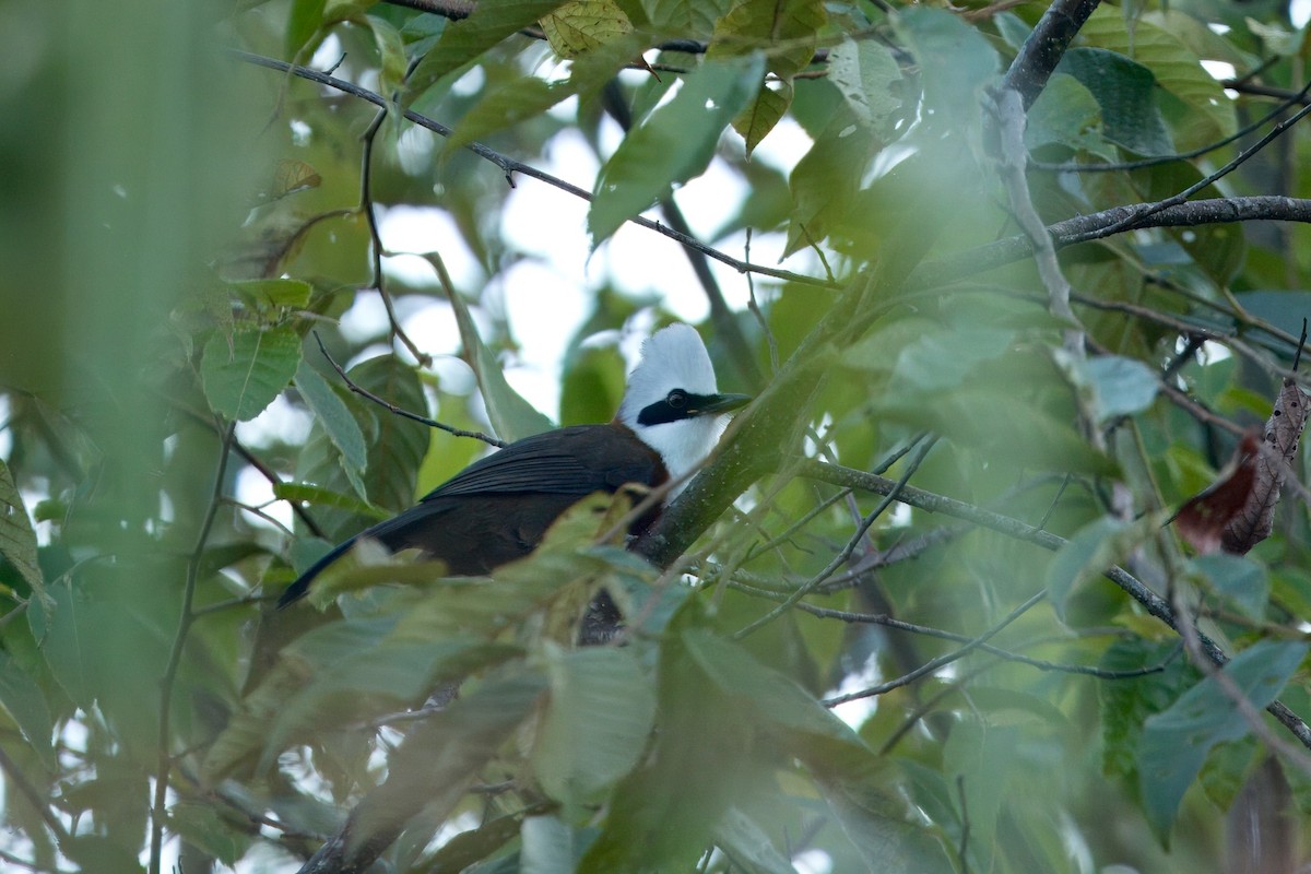 White-crested Laughingthrush - ML646746961