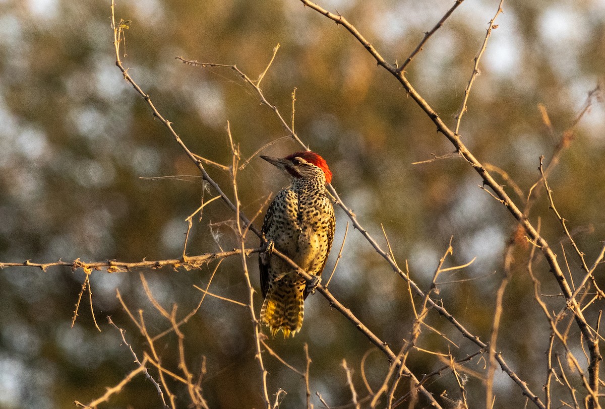 Nubian Woodpecker - ML646746965