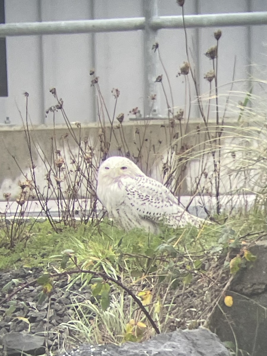 Snowy Owl - ML646746966