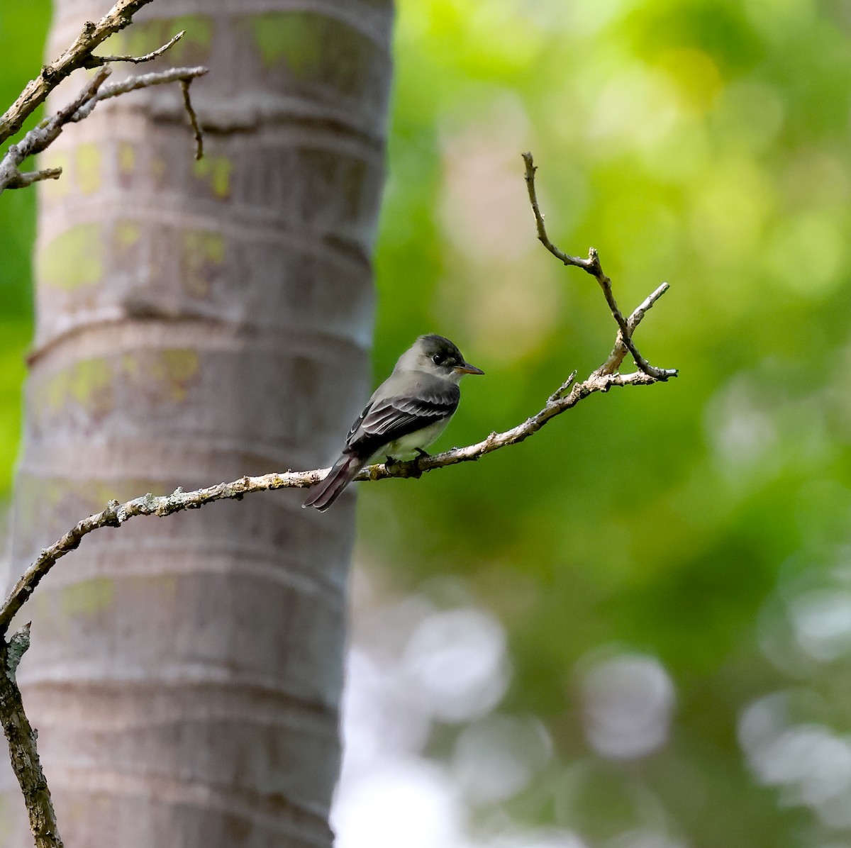 Yellow-bellied Flycatcher - ML646746967