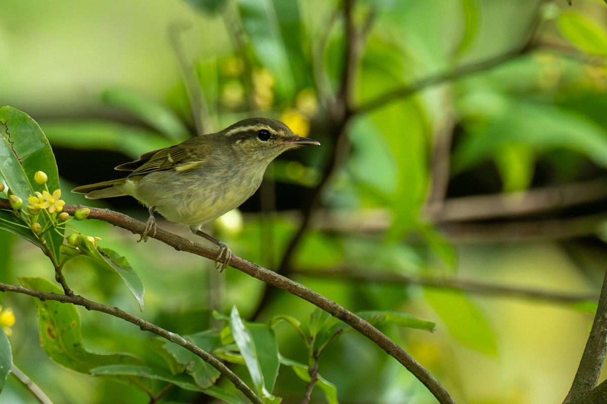 Large-billed Leaf Warbler - ML646746969
