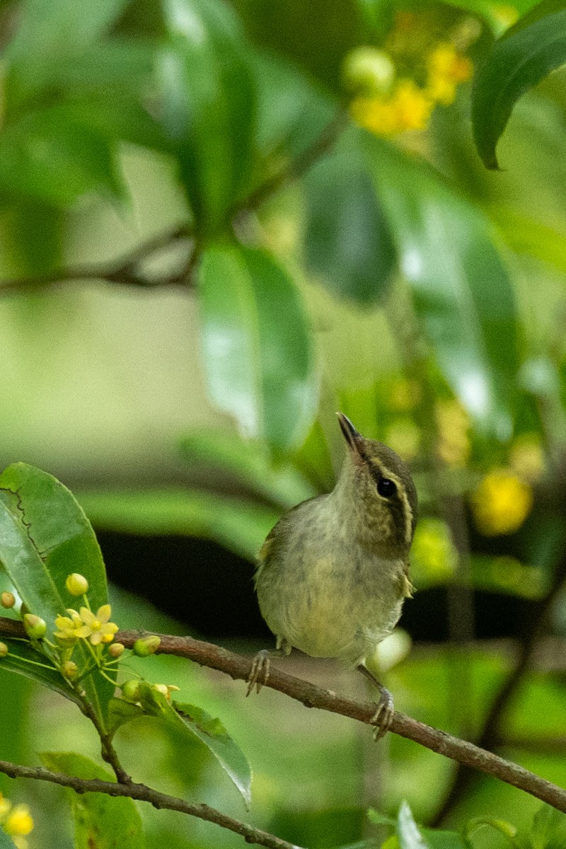 Large-billed Leaf Warbler - ML646746970