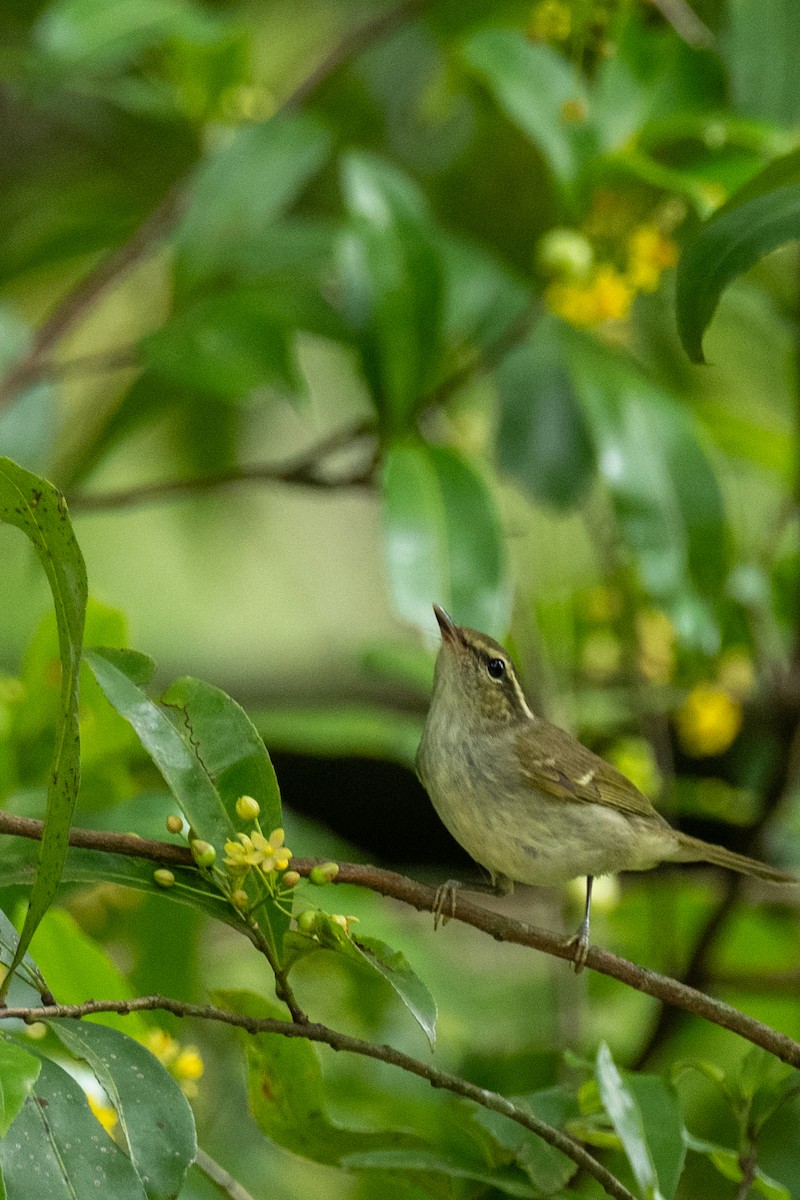 Large-billed Leaf Warbler - ML646746971