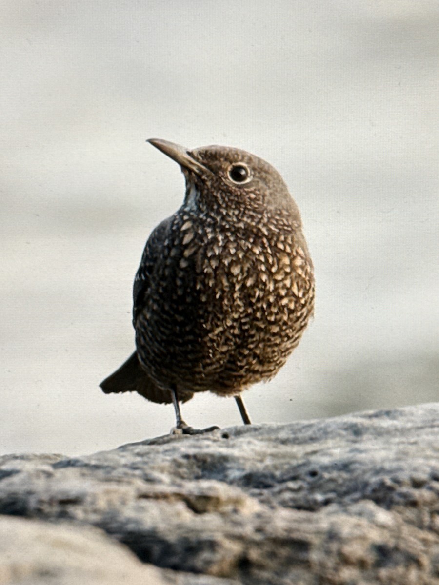 藍磯鶇 - ML646746972