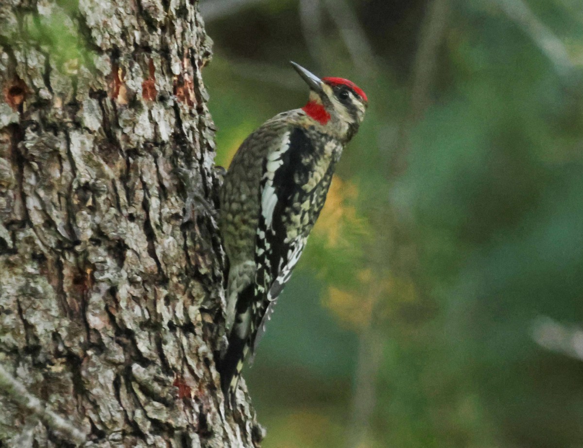 Red-naped Sapsucker - ML646746974