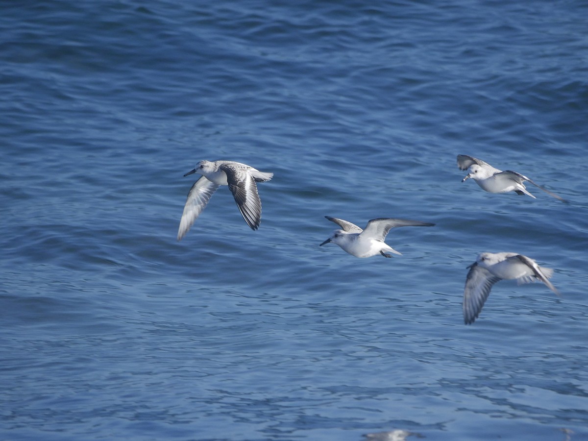 sandløper - ML646746975