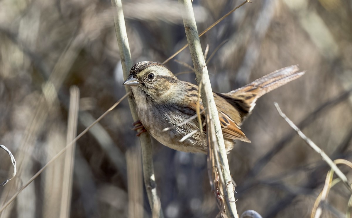 Swamp Sparrow - ML646746976