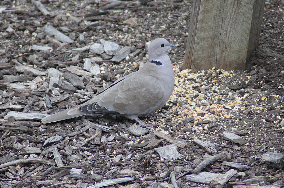 灰斑鳩 - ML646746977