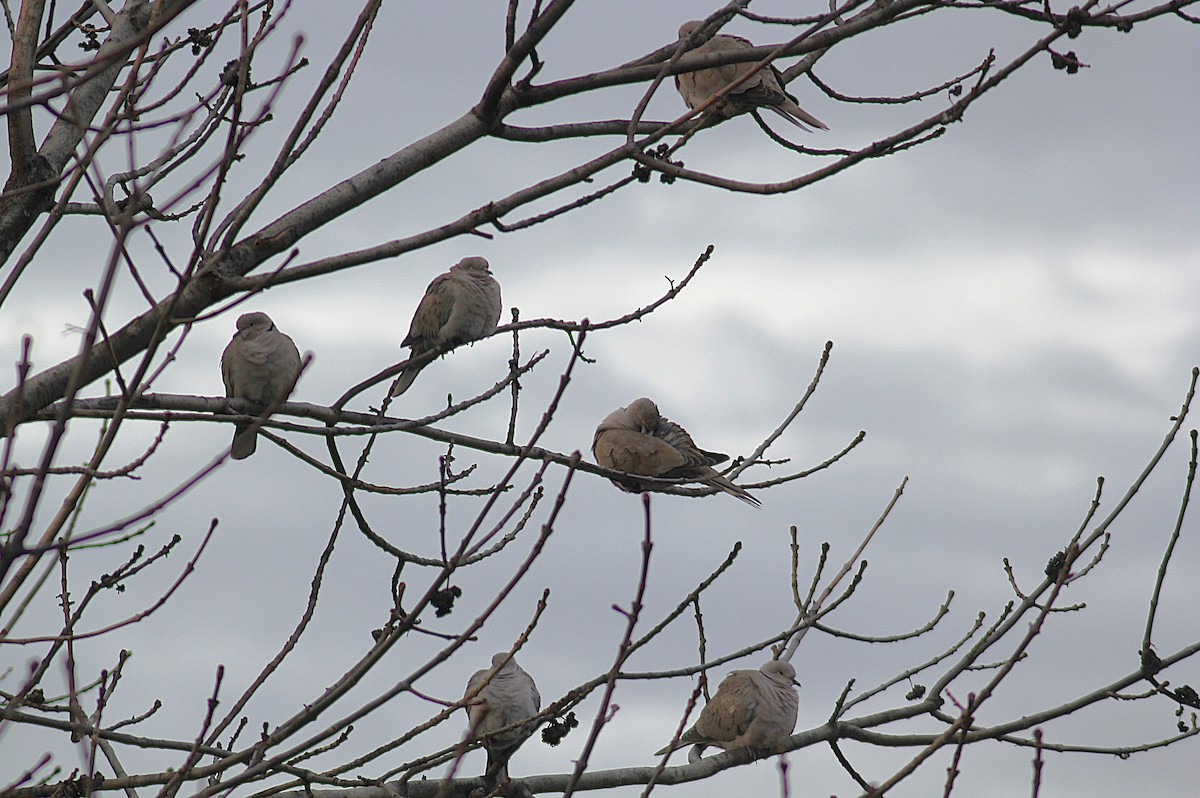 灰斑鳩 - ML646746978