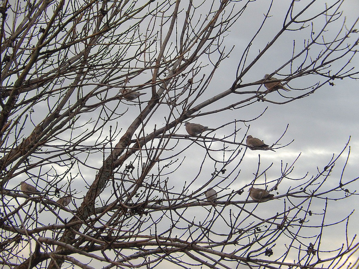 灰斑鳩 - ML646746979