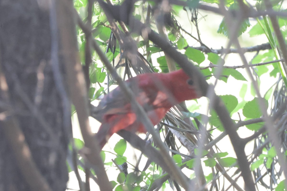 sommerpiranga - ML646746984