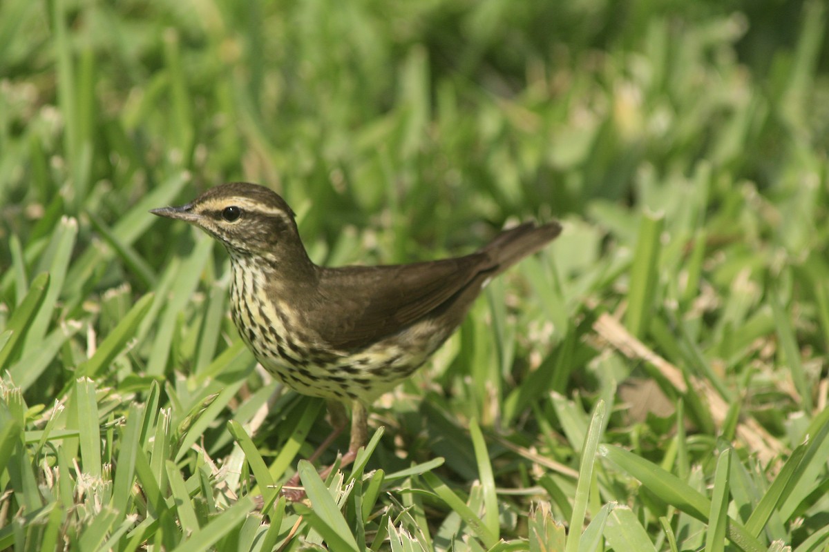 Northern Waterthrush - ML646746985