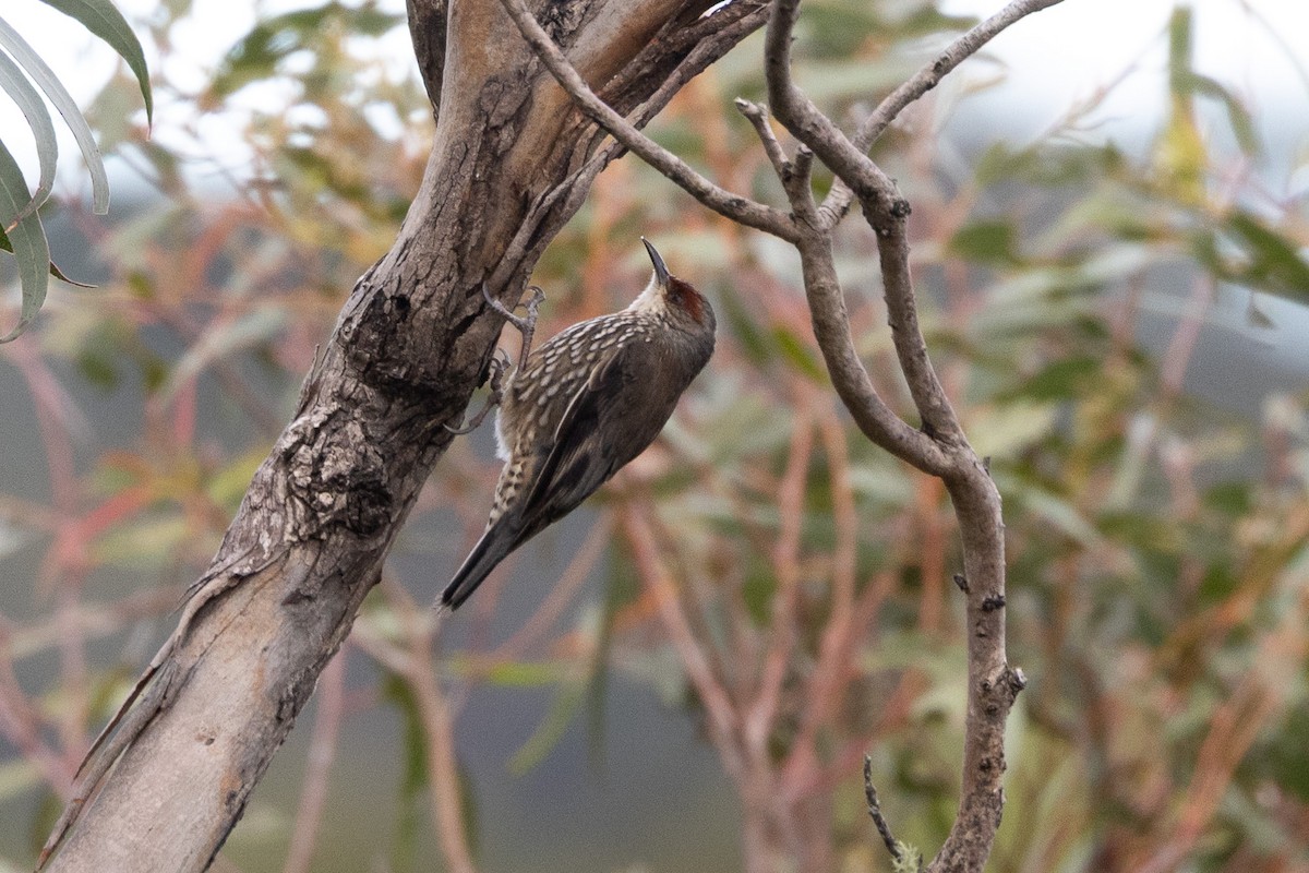 Red-browed Treecreeper - ML646746986