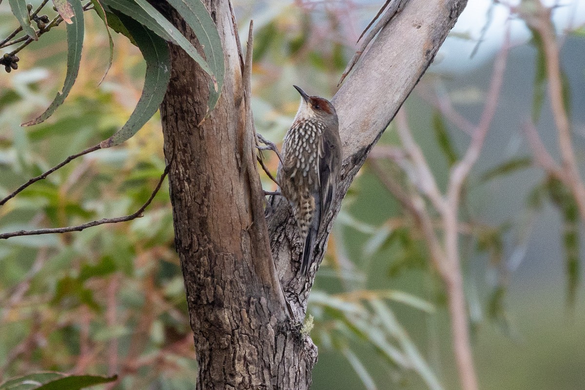 Red-browed Treecreeper - ML646746987