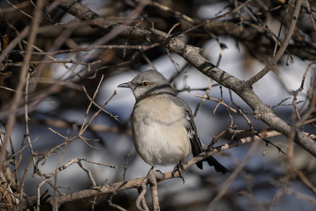 Northern Mockingbird - ML646746990