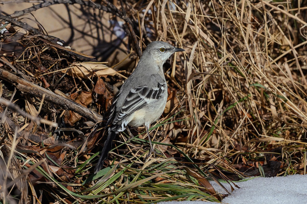 Northern Mockingbird - ML646746991